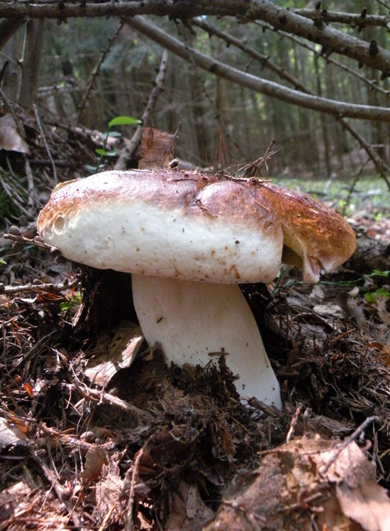 Tutti Boletus edulis?